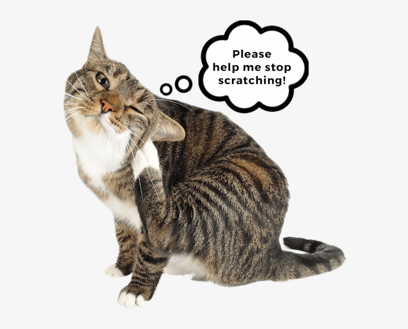 Buying Soft Claws® Is Simple - Cat, transparent png download