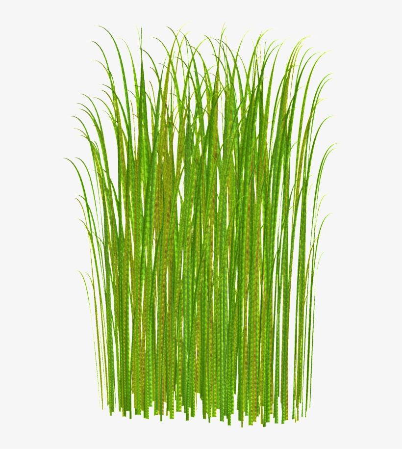 Sunlight Plant Transparent Decorative - Clipart Tall Grass Transparent Background, transparent png download