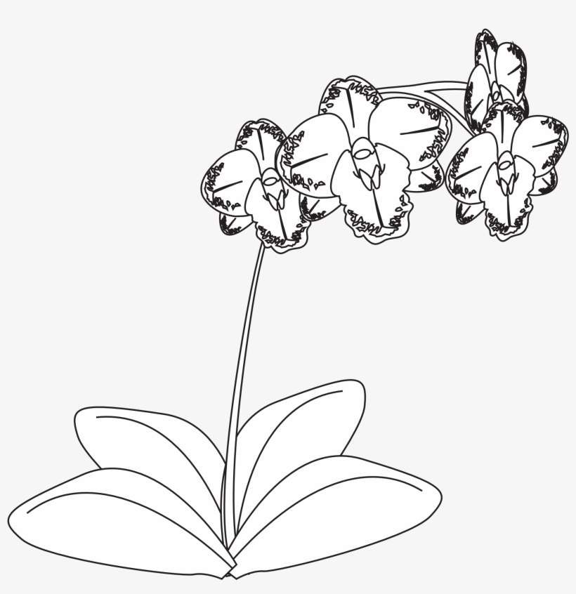 Plante Orchidee Orchid Black White Line Art 1969px - Orchid Png Black And White, transparent png download