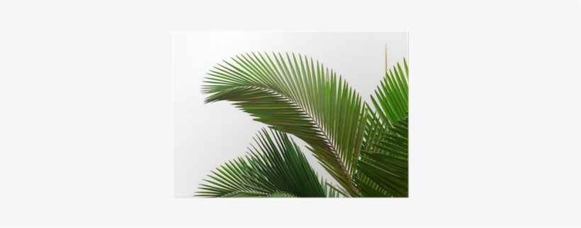 Palm Trees, transparent png download
