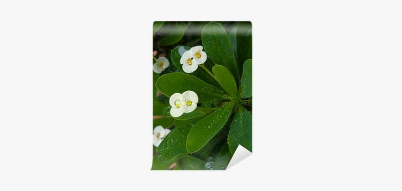 Crown Of Thorns, transparent png download