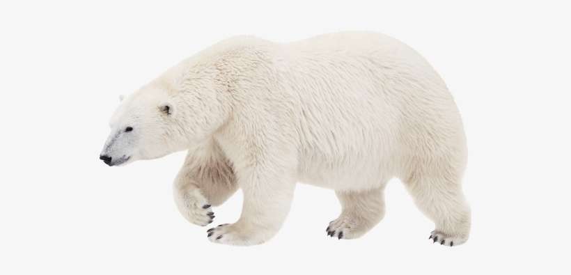 Polar White Bear - Белый Медведь В Пнг, transparent png download