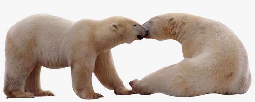 Polar White Bear Png - Polar Bear, transparent png download