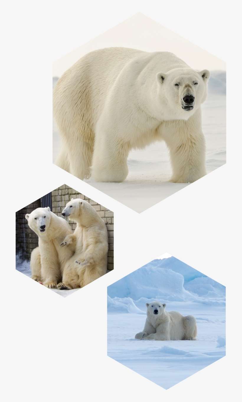 Decades We Have Started To Realise That All Living - Polar Bear, transparent png download