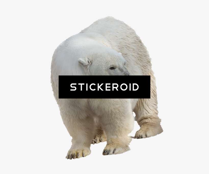 Polar White Bear Animals - Polar Bear, transparent png download