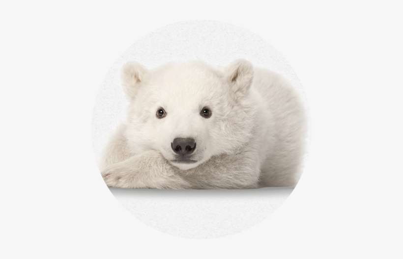 Let's Save The Polar Bears And Protect The Environment - Polar Bear, transparent png download