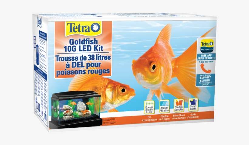 Tetra Top Fin Fish Tank Goldfish, transparent png download