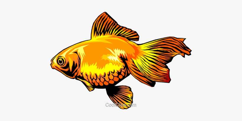 Goldfish - Fish, transparent png download