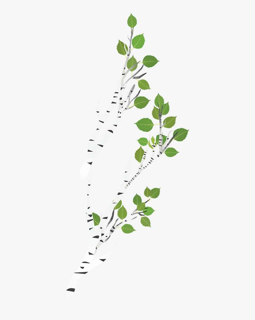 Birch Tree Birch Tree - Birch, transparent png download
