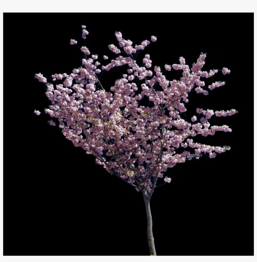 Cherry Blossom Small Pine Tree - Cherry Blossom, transparent png download
