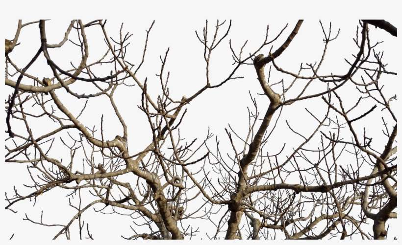 Branches - Bird, transparent png download