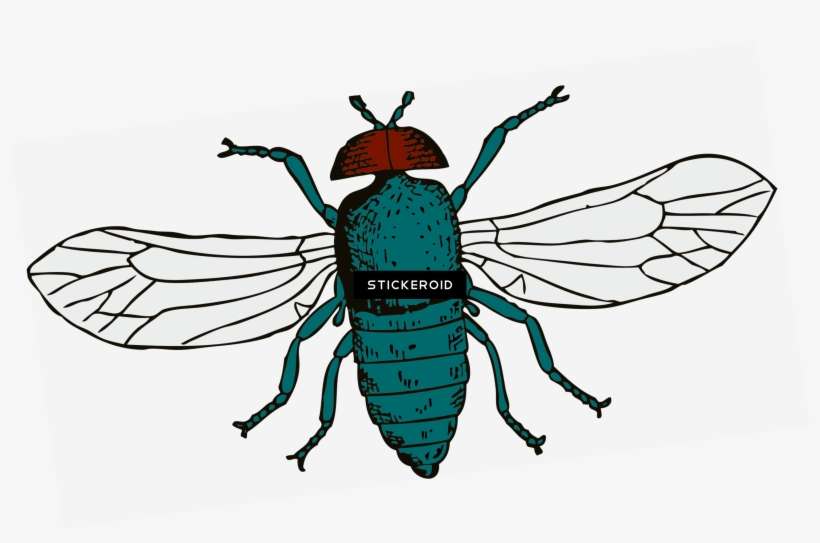 Fly - Cartoon Fly Shower Curtain, transparent png download