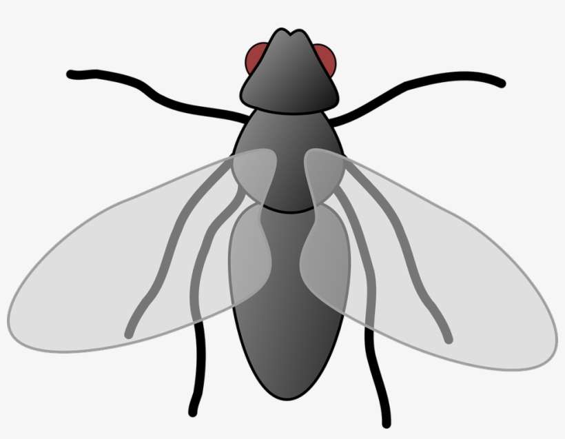 Collection Of Free Flies Clipart Winged Insect Download - Flies Clipart, transparent png download