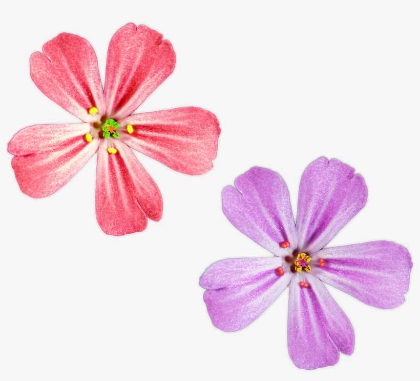 Pink And Purple Color Flowers Png Files For Free Download - Purple, transparent png download