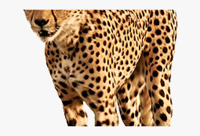 Cheetah Png Transparent Images - Cheetah Transparent Background, transparent png download