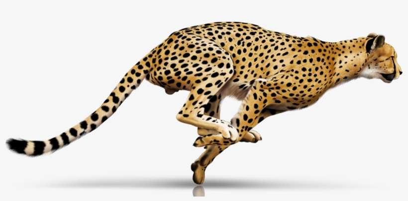 04 Infrastruktur Panel 2-hd - Animal Full Hd Png, transparent png download