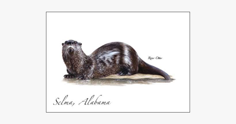 River Otter - North American River Otter, transparent png download