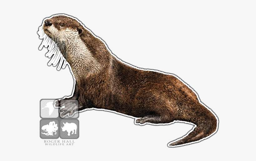 African Clawless Otter Decal - African Clawless Otter Mug, transparent png download
