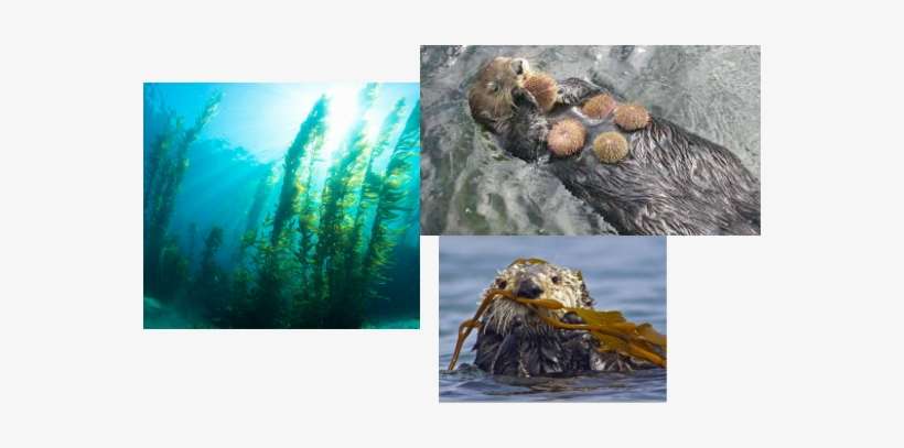 The Sea Otter And Kelp Also Have A Mutualistic Relationship - Do Otters