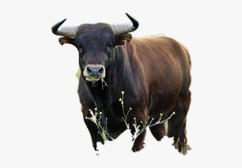 Did Someone Say Cake Birthday Card, transparent png download