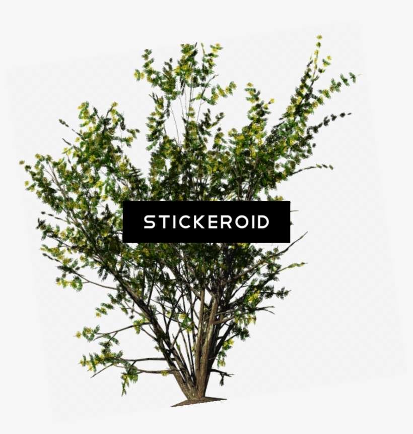 Shrubs Christmas Flowers Acacia Bush - Bush Png, transparent png download