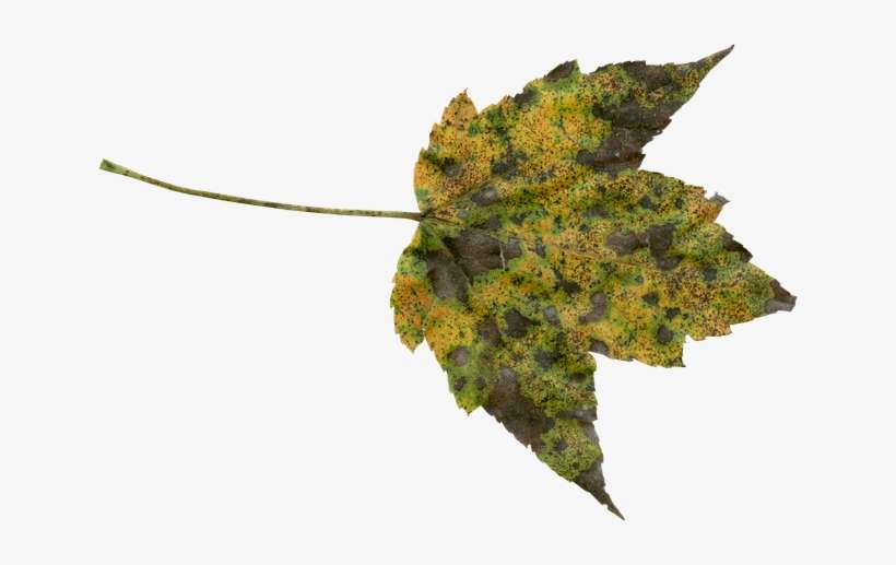 Transparent Free Nature Png, transparent png download