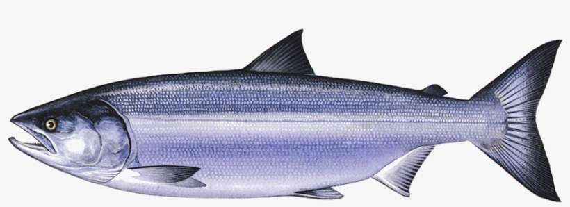 Chum Salmon - Chum Salmon Png, transparent png download
