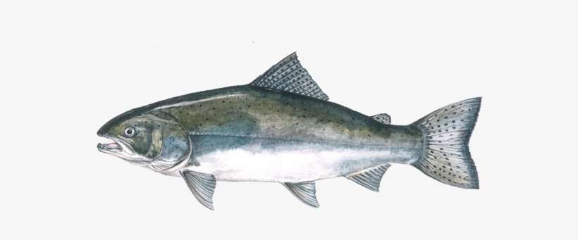 Chinook Salmon - Chinook Salmon Png, transparent png download