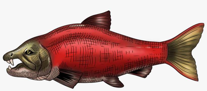 Prehistoric Sabretooth Salmon From 7 Million Years - Sockeye Salmon, transparent png download