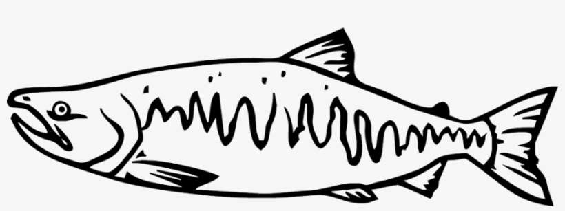 Chum Salmon Drawing Clipart Salmon Whiskers Fish - Pacific Salmon Black And White, transparent png download
