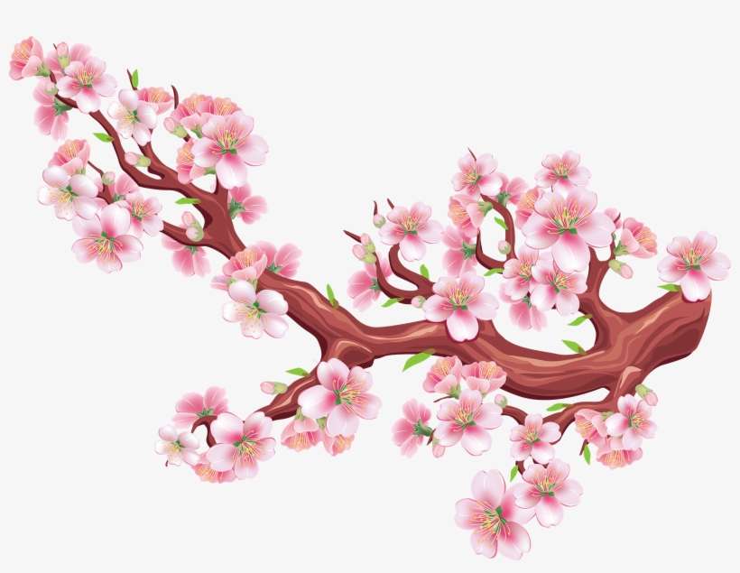 Cherry Blossom, transparent png download