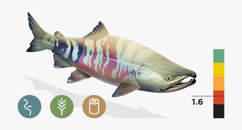 Chum Salmon - California Trout, transparent png download