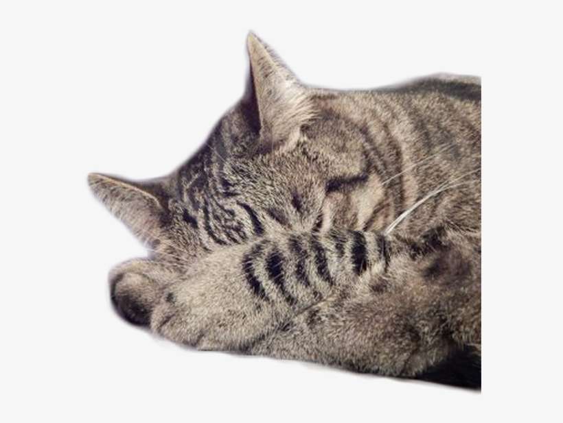 Sleepy Cat Urban Winery - Sleepy Cat, transparent png download