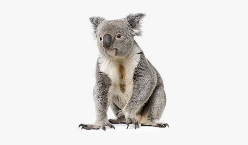 Suggested For You - Koala, transparent png download
