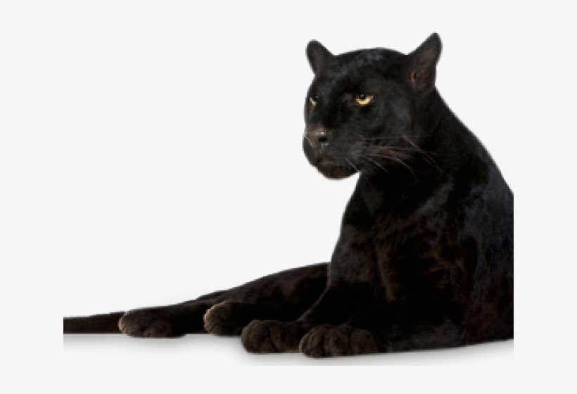 Panther Png Transparent Images - Portable Network Graphics, transparent png download