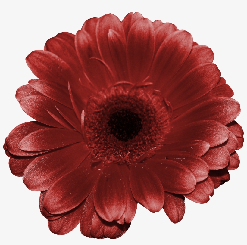 Flores Png - Barberton Daisy, transparent png download