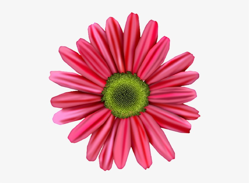 Daisy Clipart Flores - Barberton Daisy, transparent png download
