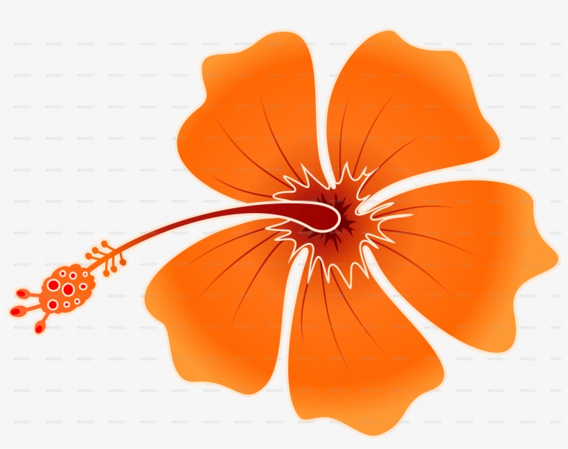 Png Image Information - Orange Hibiscus Cartoon, transparent png download