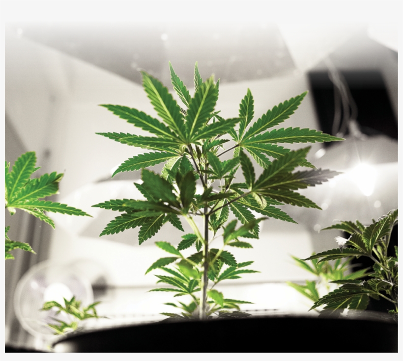 Why Use Tc - Cannabis, transparent png download