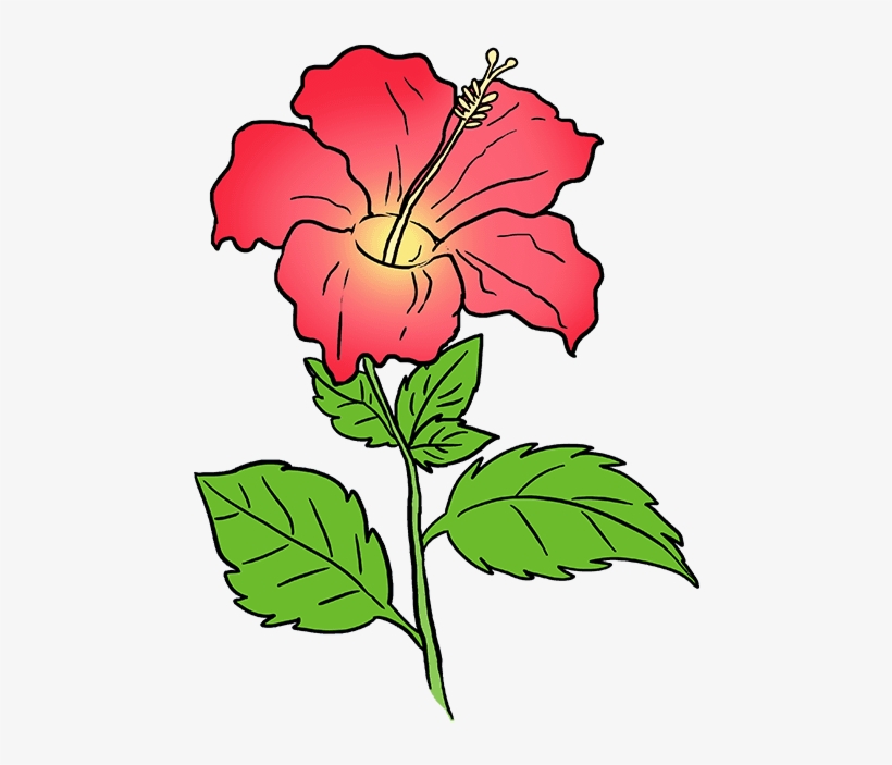 How To Draw Hibiscus - Drawing Of A Hibiscus, transparent png download