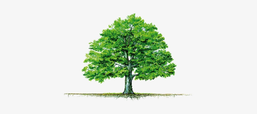 Tree And Roots - Crecer En La Palabra De Dios, transparent png download