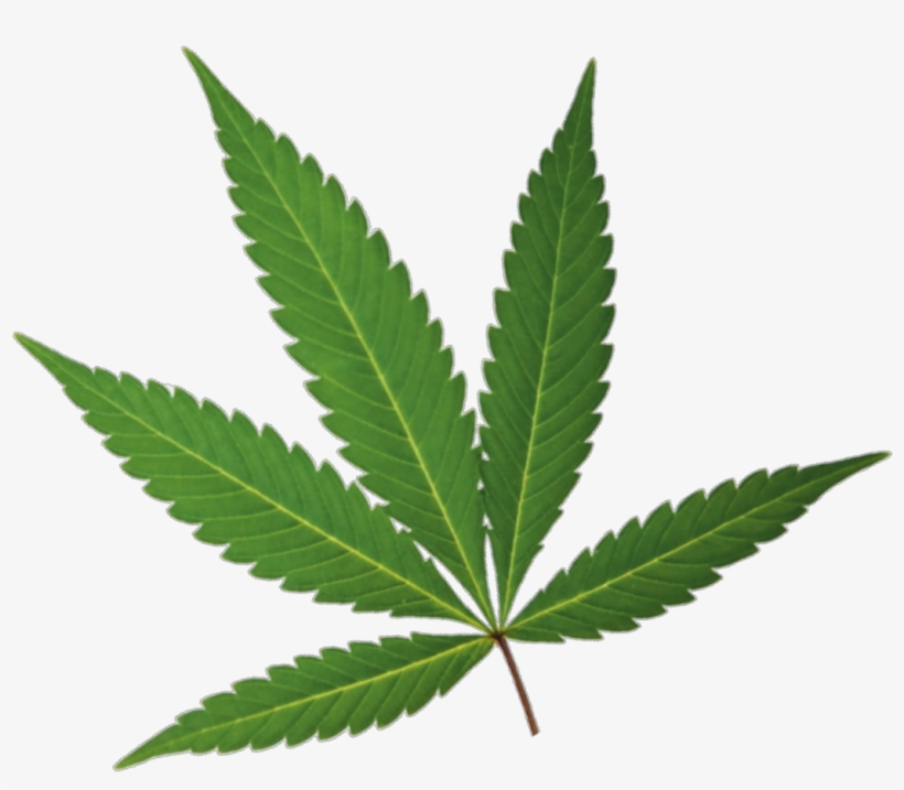 Marijuana Leaf - Small Marijuana Leaf, transparent png download