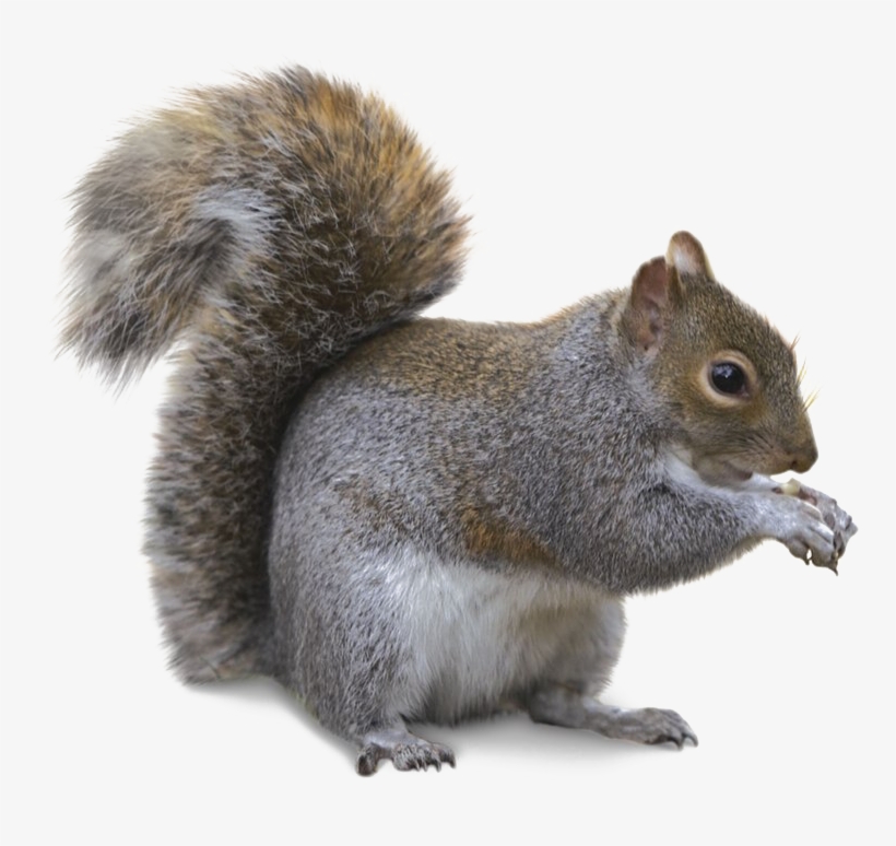 Squirrel Png Transparent Image - Lyman 4320078 Varmint Target Roll 1 Frame / 4 Targets, transparent png download