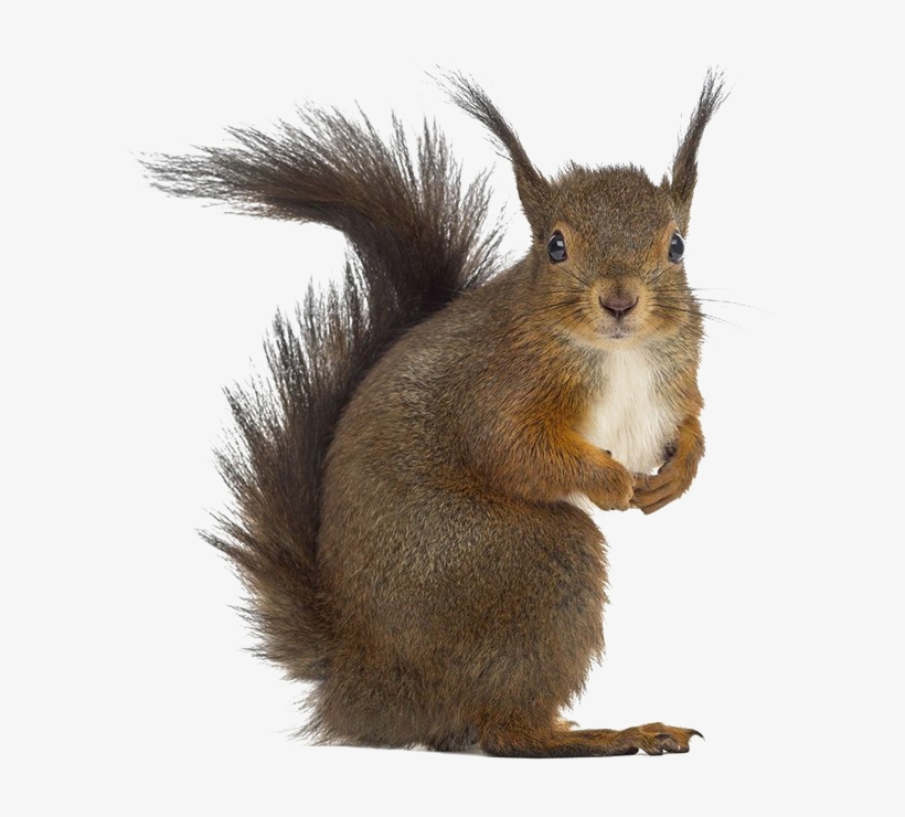 Squirrel Png Free Download - Squirrel White Background, transparent png download