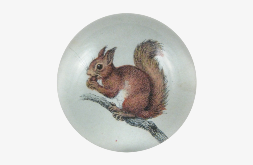 Little Baby Squirrel Little Baby Squirrel - Squirrel, transparent png download