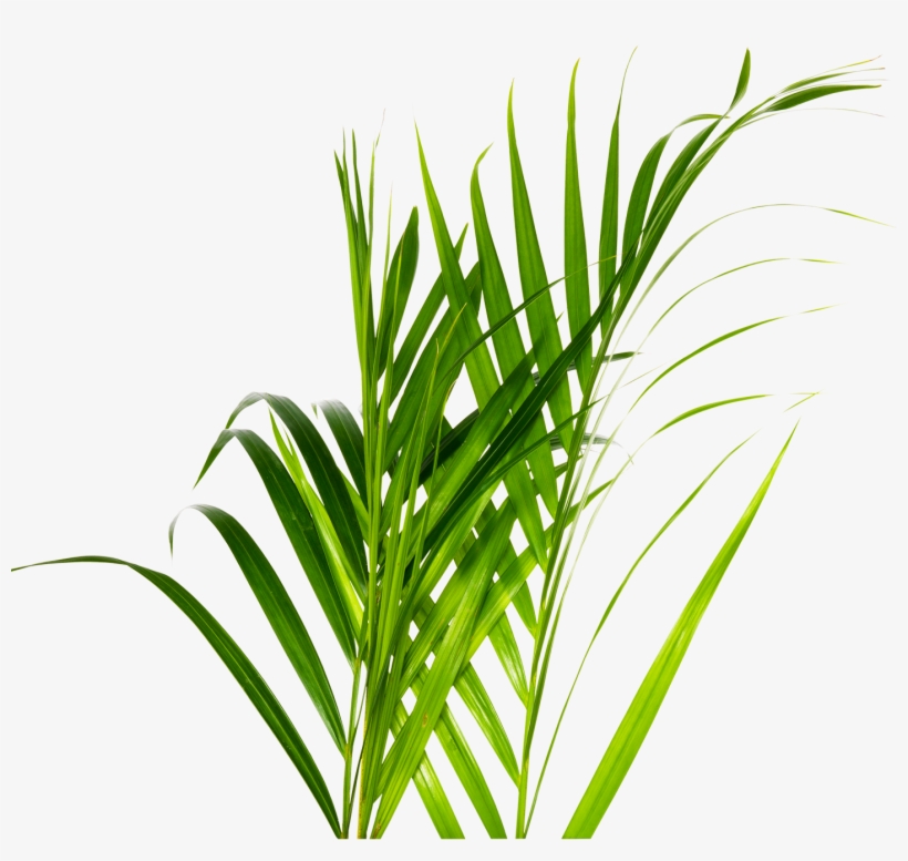 Join Our Weekly Newsletter To Keep Your Summer Fresh - Drink, transparent png download