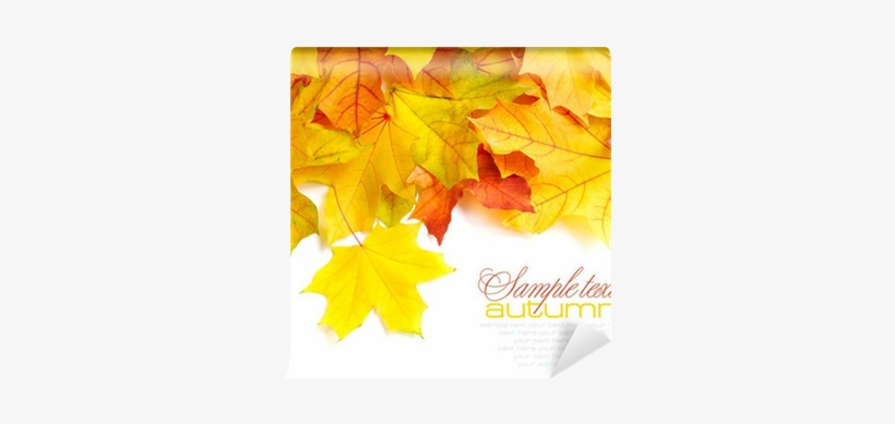 Autumn, transparent png download
