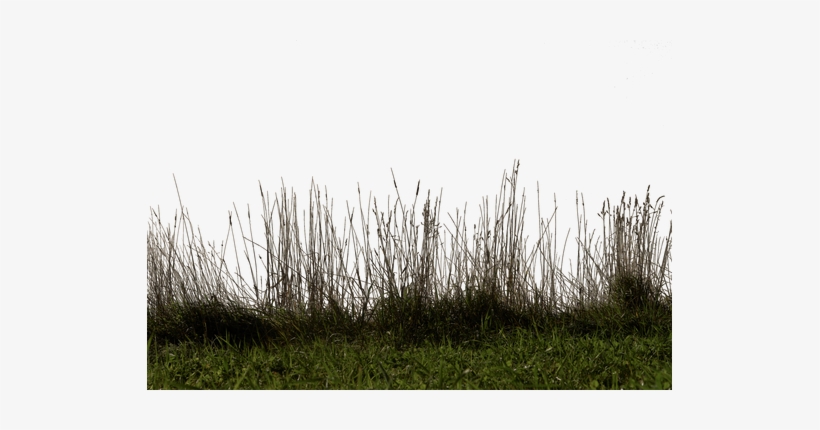 Ciameth 3,932 95 Grass 01 Png By Gd08 - Grass And Tree In Png, transparent png download