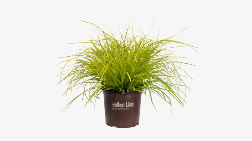 Evercolor Everillo Carex In Branded Pot - Fire Chief Arborvitae, transparent png download