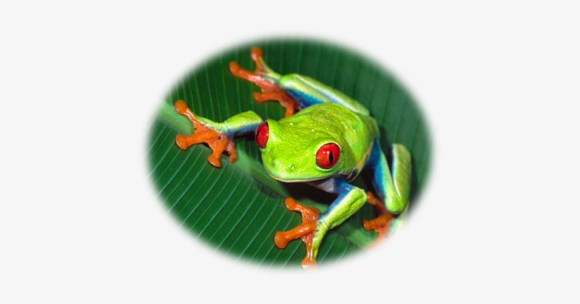 Educational Programs - Yellow And Green Frog, transparent png download